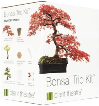Plant Theatre - 3er-Set Bonsai 8