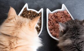 meilleur aliment hypoallergénique pour chat