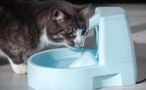 Die besten Wasserspender für Katzen 22