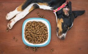 meilleures croquettes pour chiens sans céréales